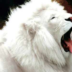 Meet your Posher, Ariel